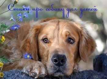 Стихи про собаку для детей